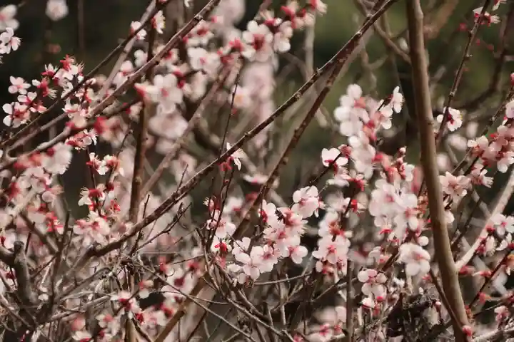 愛宕神社の自然