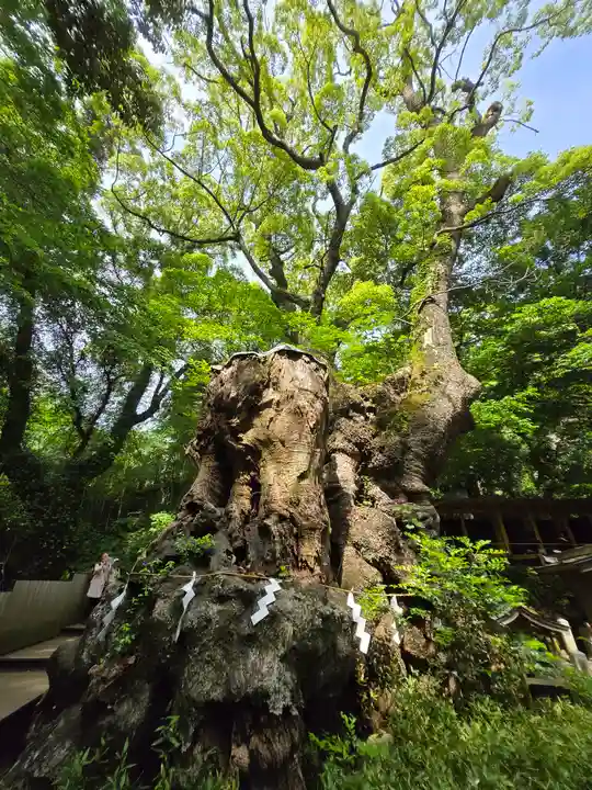 來宮神社(静岡県)