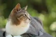 玉野御嶽神社の動物