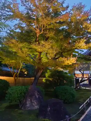 高台寺（高台寿聖禅寺・高臺寺）の自然