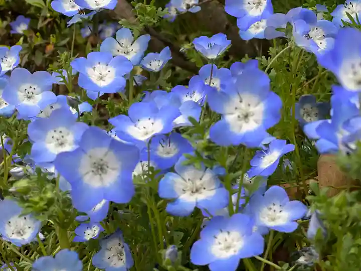 佐野原神社の自然