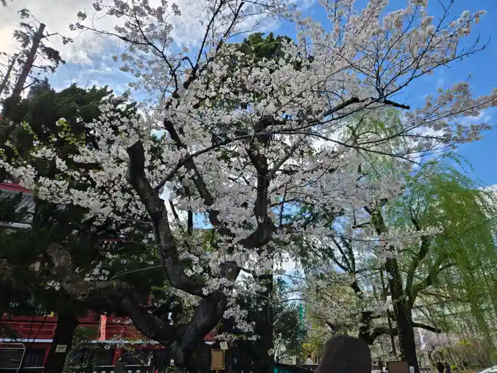 浅草神社の自然