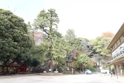 駒込富士神社(東京都)