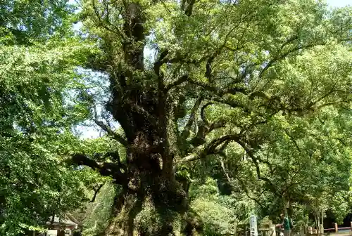 蒲生八幡神社の自然