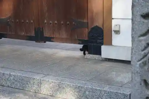 稲園山 七寺の動物