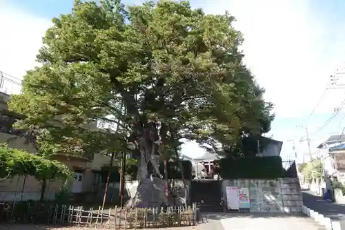 白山神社の自然