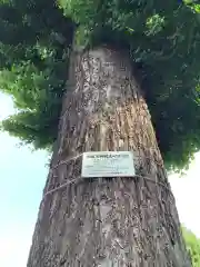 天神社（余坂天神社）の自然