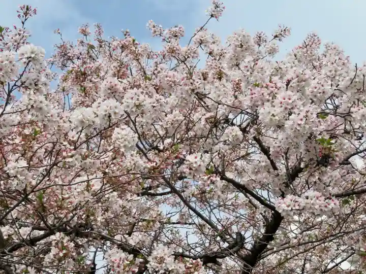 東本願寺の自然