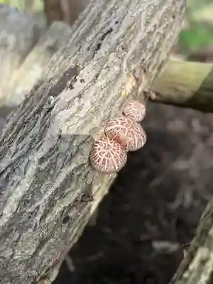 🌸乙部八幡神社(北海道)