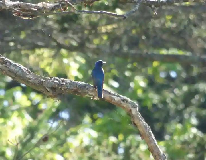 留辺蘂神社の動物
