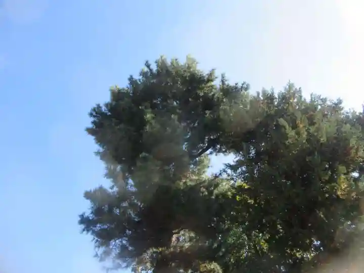 鷺宮八幡神社(東京都)