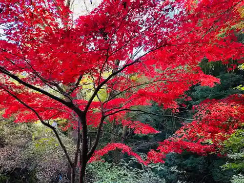 大山寺(神奈川県)
