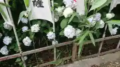 胎蔵寺の自然