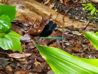 伊砂砂神社の動物