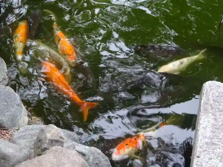 寒川神社の動物