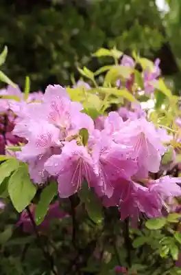 浄住寺(京都府)