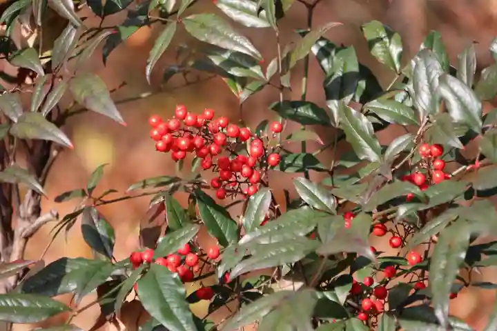 阿久津「田村神社」(郡山市阿久津町)旧社名:伊豆箱根三嶋三社の自然