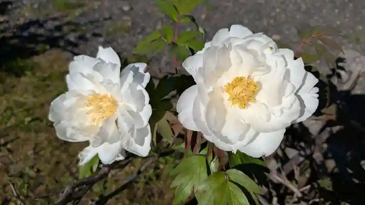 真宗大谷派札幌別院(北海道)