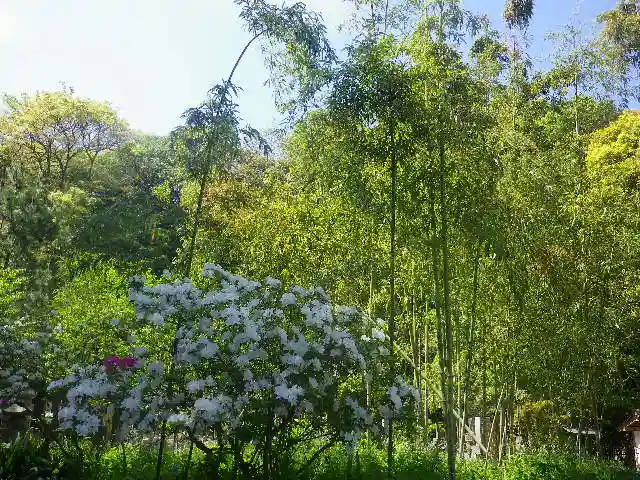 安國論寺(安国論寺)の自然