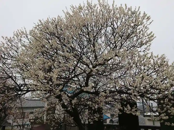 岡崎天満宮の自然