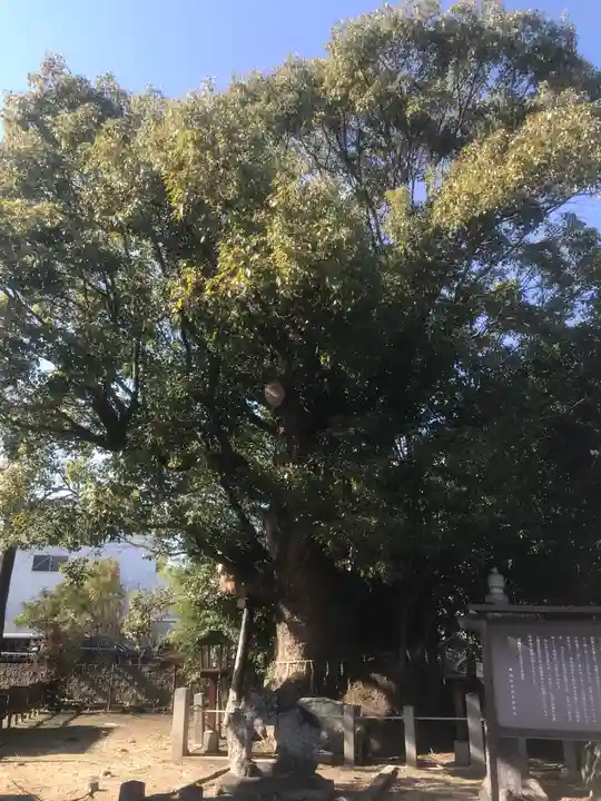新田白山神社の自然