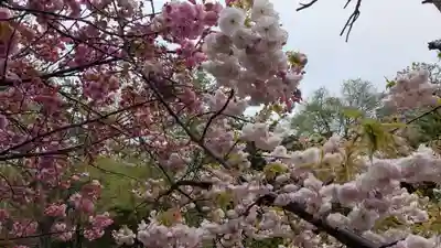 多賀神社の自然