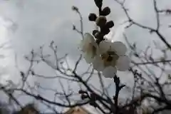 北野天満宮の自然