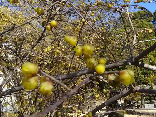 阿邪訶根神社の自然