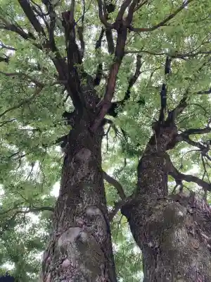 湯島天満宮(東京都)