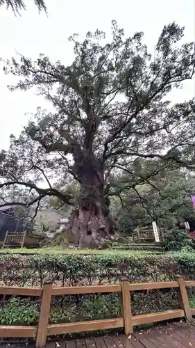 蒲生八幡神社(鹿児島県)