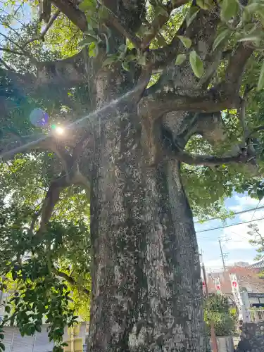 笠覆寺 (笠寺観音)の{uncategorized: "未分類", other: "その他", undefined: "問題あり", building: "その他建物", grave: "お墓", sacred_gate: "鳥居", guardian: "狛犬", statue: "像", buddha: "仏像", history: "歴史", nature: "自然", garden: "庭園", animal: "動物", pagoda: "塔", temizu: "手水舎", mountain_gate: "山門・神門", sanctuary: "本殿・本堂", subordinate: "末社・摂社", art: "芸術", scenery: "景色", jizo: "地蔵", ema: "絵馬", goshuin: "御朱印", omikuji: "おみくじ", items: "授与品その他", amulet: "お守り", goshuincho: "御朱印帳", eats: "食事", festival: "お祭り", votive_dance: "神楽", shichigosan: "七五三参", wedding: "結婚式", experience: "体験その他", initially: "初詣", around: "周辺", anti_infection: "感染症対策"}