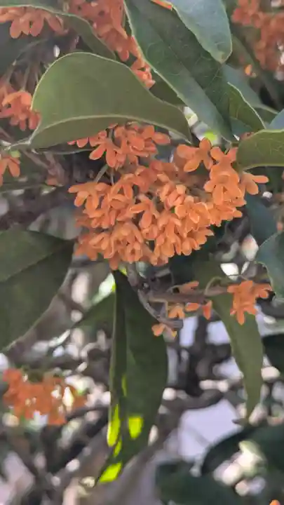 香雪院(京都府)