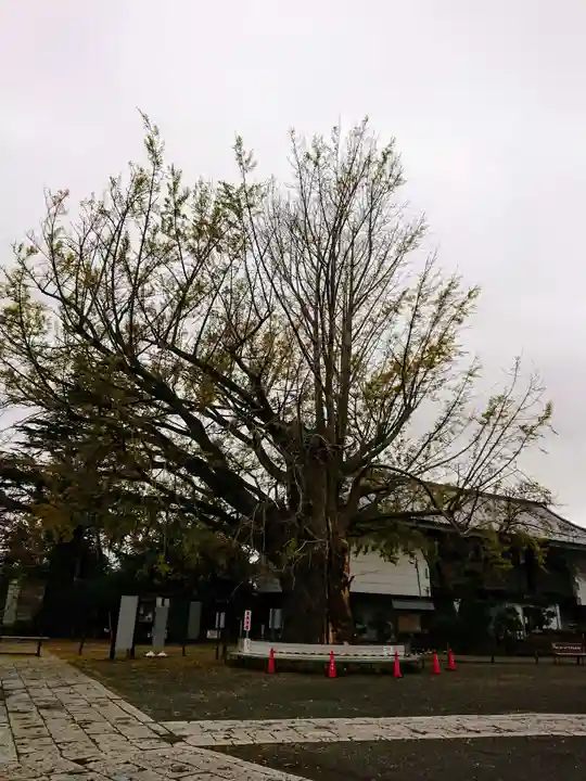時宗総本山 遊行寺(正式:清浄光寺)の自然