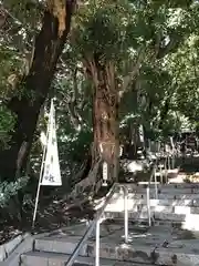 浅間神社の自然