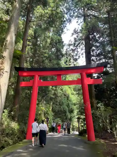 箱根神社の鳥居