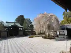 高台寺（高台寿聖禅寺・高臺寺）(京都府)