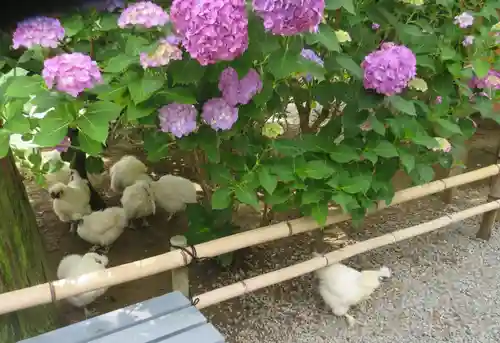 高屋敷稲荷神社(福島県)