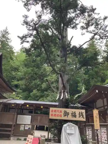 宝登山神社(埼玉県)