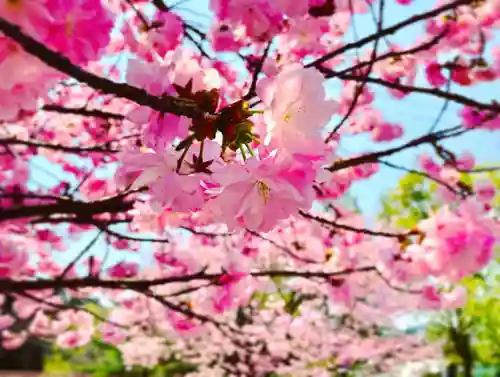 滑川神社 - 仕事と子どもの守り神の自然