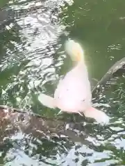 成田山新勝寺の動物