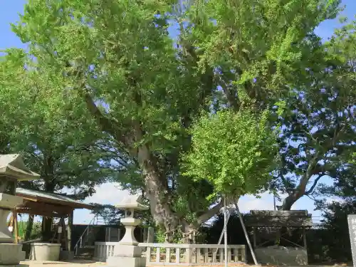 立屋敷八劔神社の自然