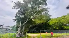 蛭子神社(京都府)