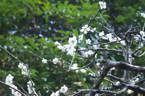 黄梅院（円覚寺塔頭）の自然