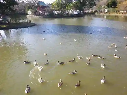 鶴岡八幡宮の庭園