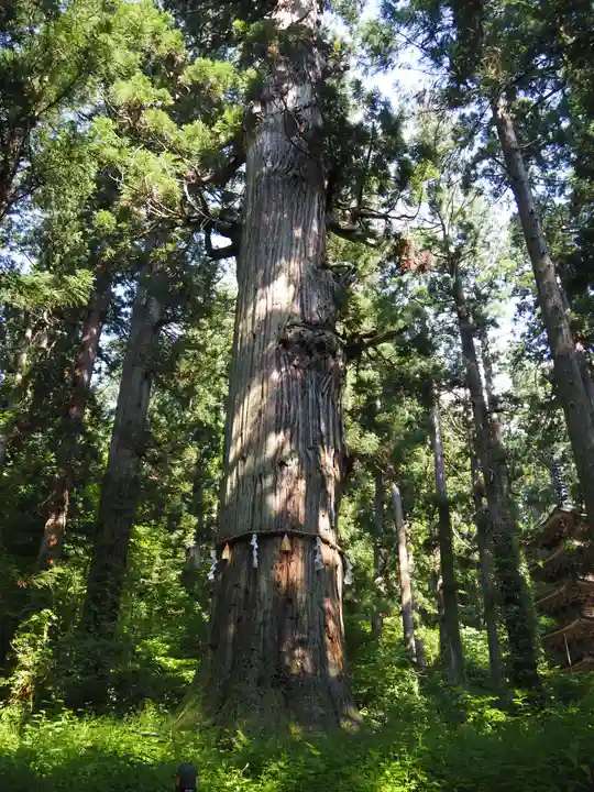 出羽神社(出羽三山神社)~三神合祭殿~の自然