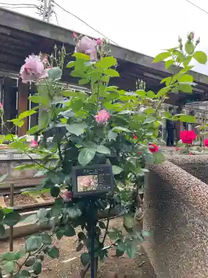 白龍弁財天の{uncategorized: "未分類", other: "その他", undefined: "問題あり", building: "その他建物", grave: "お墓", sacred_gate: "鳥居", guardian: "狛犬", statue: "像", buddha: "仏像", history: "歴史", nature: "自然", garden: "庭園", animal: "動物", pagoda: "塔", temizu: "手水舎", mountain_gate: "山門・神門", sanctuary: "本殿・本堂", subordinate: "末社・摂社", art: "芸術", scenery: "景色", jizo: "地蔵", ema: "絵馬", goshuin: "御朱印", omikuji: "おみくじ", items: "授与品その他", amulet: "お守り", goshuincho: "御朱印帳", eats: "食事", festival: "お祭り", votive_dance: "神楽", shichigosan: "七五三参", wedding: "結婚式", experience: "体験その他", initially: "初詣", around: "周辺", anti_infection: "感染症対策"}