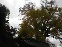 荏柄天神社の自然