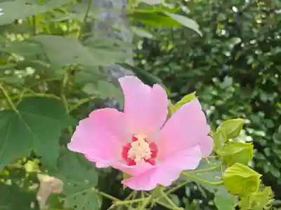 天津神明宮(千葉県)