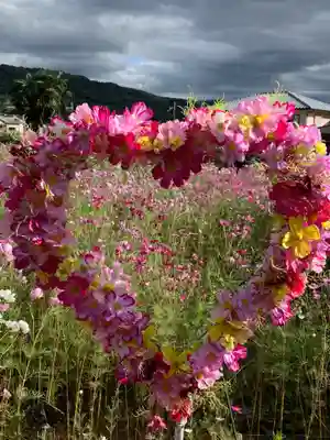 般若寺 ❁﻿コスモス寺❁(奈良県)