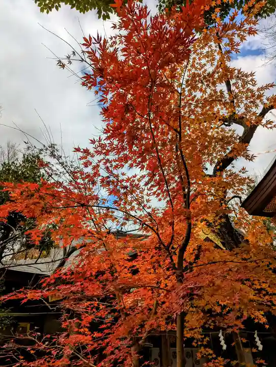 愛宕神社の自然